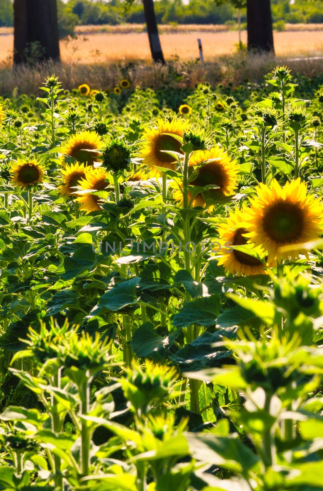 Sunflower field with many yellow flowers. Sunflower oil is produced from the seeds. Plants photo from nature