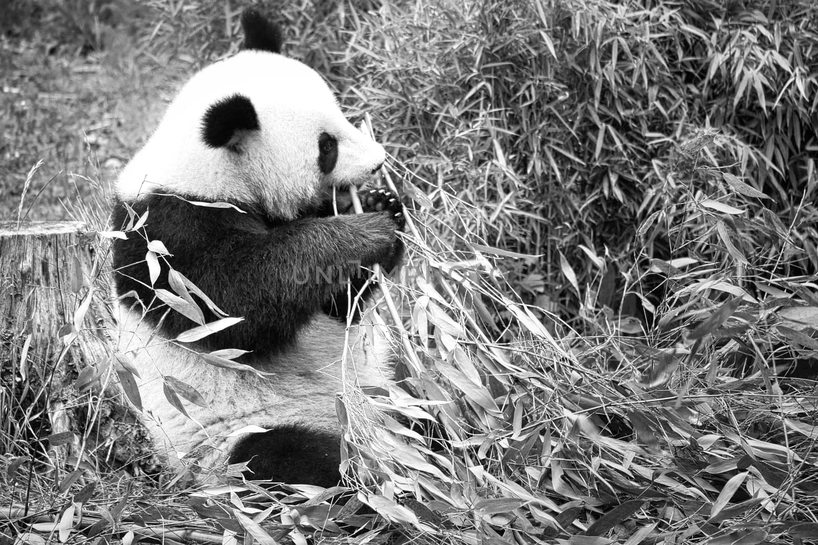 big panda in black and white, sitting eating bamboo. Endangered species. Black and white mammal that looks like a teddy bear. Deep photo of a rare bear.