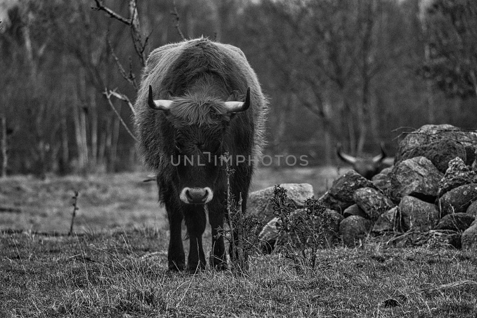Black and white shot of highland cattle on a meadow. Powerful horns brown fur. Agriculture and animal breeding. Mammals from Scotland.