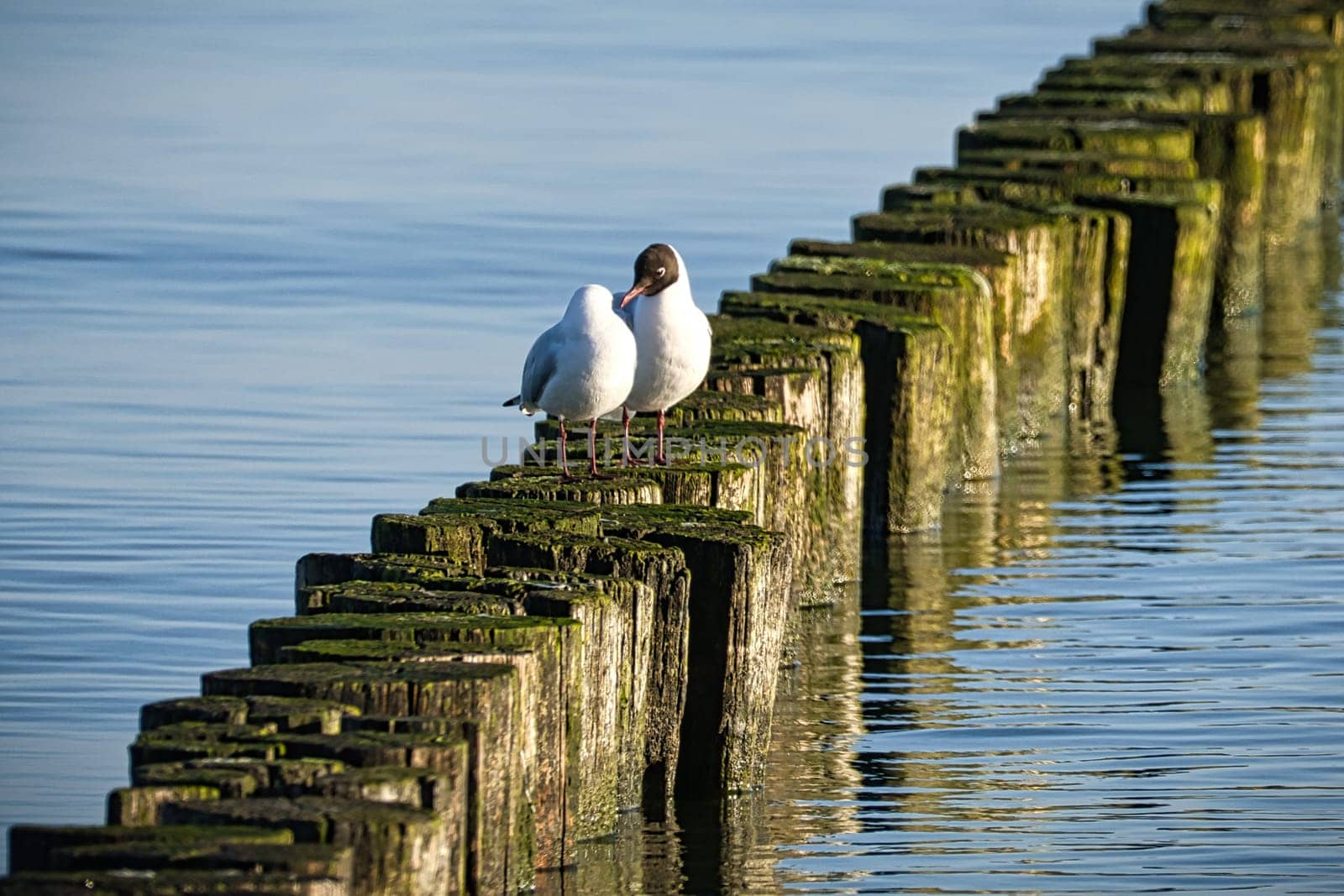 Groynes jutting into the Baltic Sea. Seagulls sit on the groynes. Landscape by the sea. Vacation resort in Germany