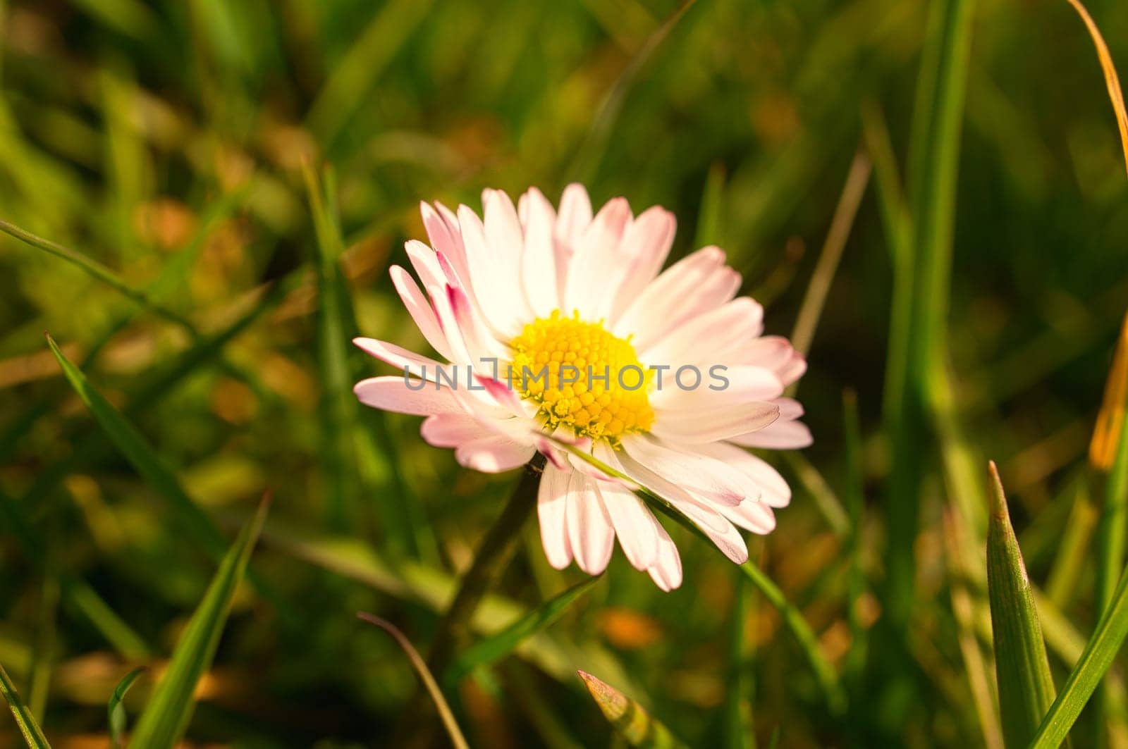 Daisies on a meadow. White pink flowers in the green meadow. Delicate colors in nature