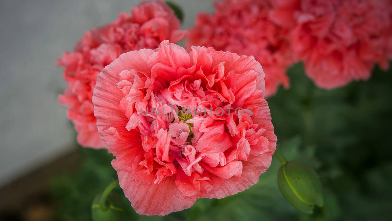 Poppy flower in close-up. Filigree petals in pink with green leaves in background. Detail flowers shot