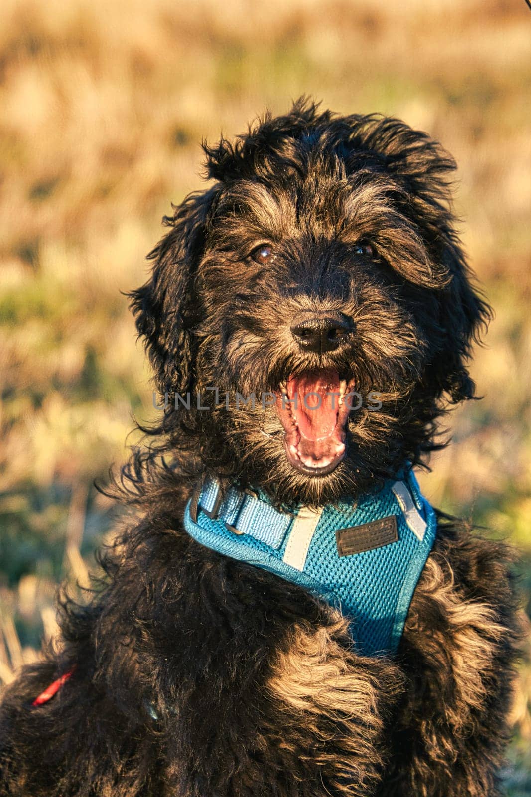 goldendoodle puppy in color black and tan. Hybrid dog from the cross between golden retriever and poodle. Intimate family dog, which is very affectionate.