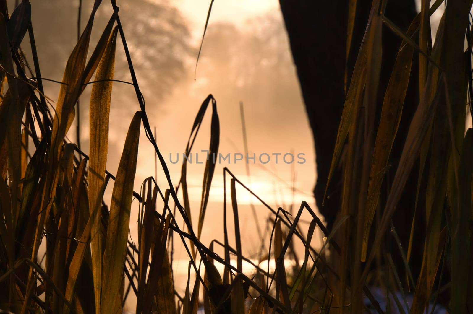 at dawn a sunrise on the river with fog and warm light atmosphere. Landscape shot from nature in Brandenburg
