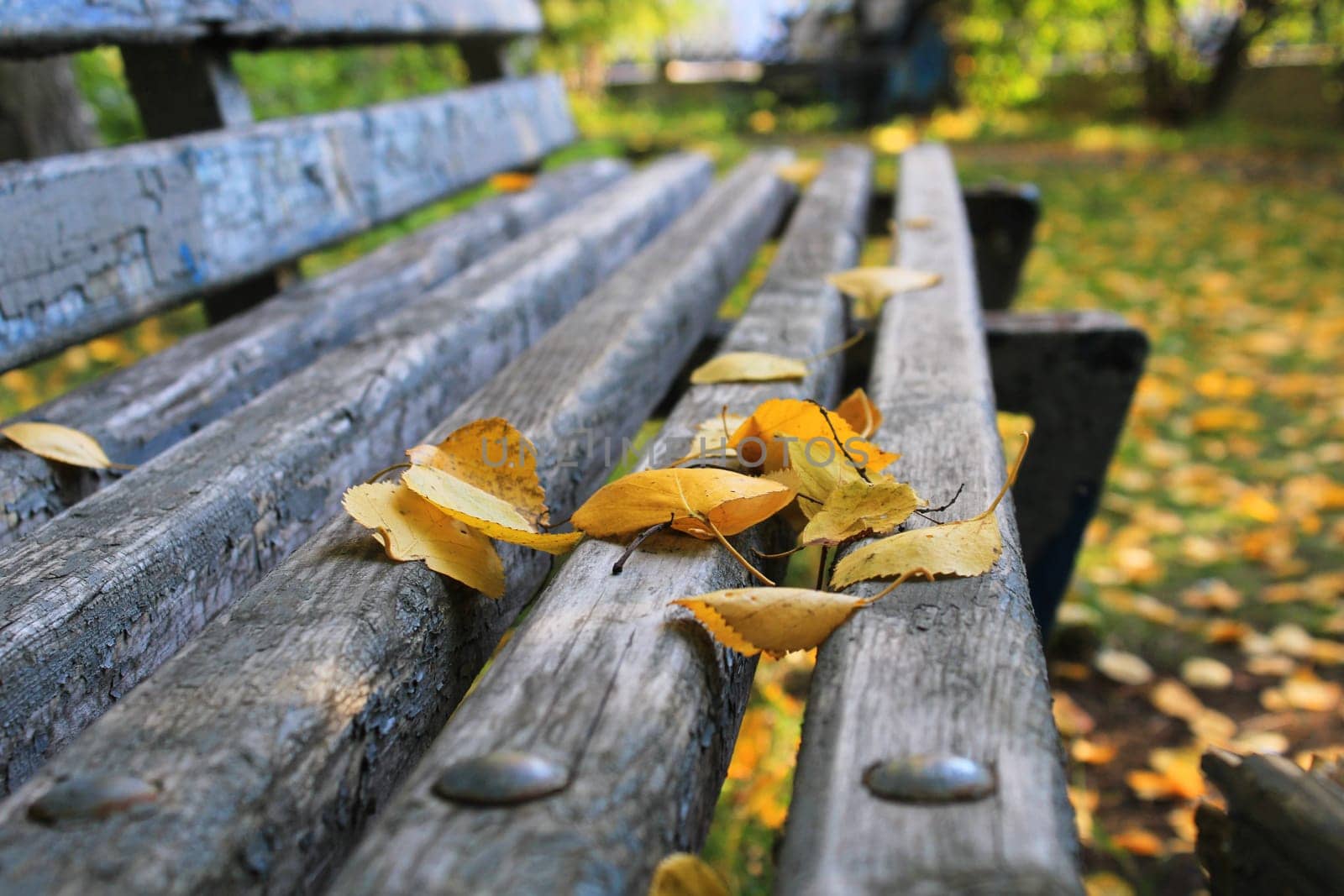 Yellow leaves close-up on a bench in a city park. Autumn landscape.
