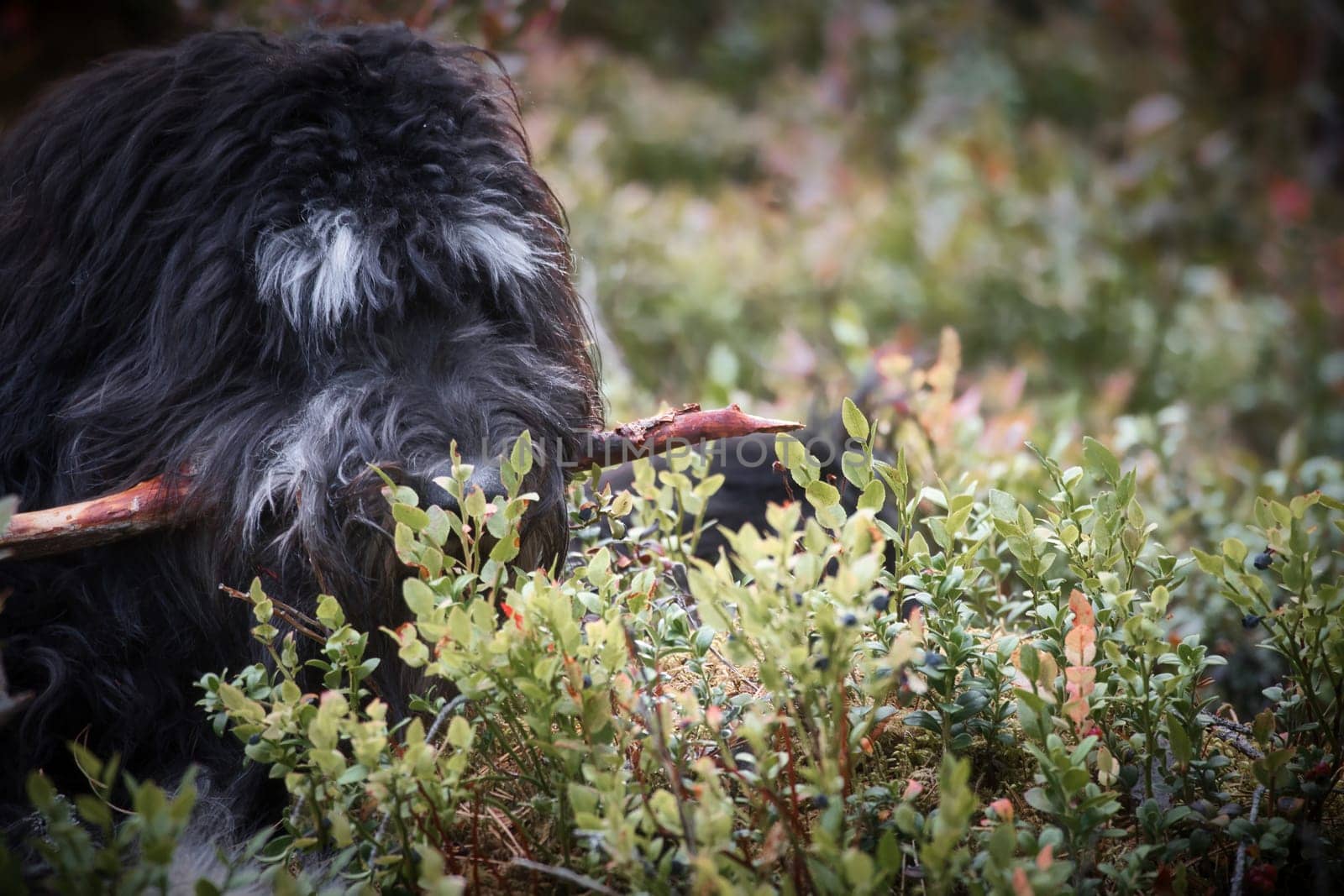 Goldendoodle is lying with a stick in the blueberry field in a forest. Hybrid dog playing relaxed. Animal photo of dog
