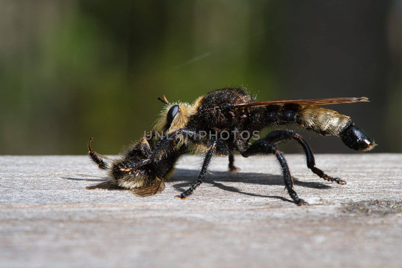Yellow murder fly or yellow robber fly with a bumblebee as prey. The insect is sucked out by the hunter. Yellow black hairs cover the hunter. Macro shot from nature