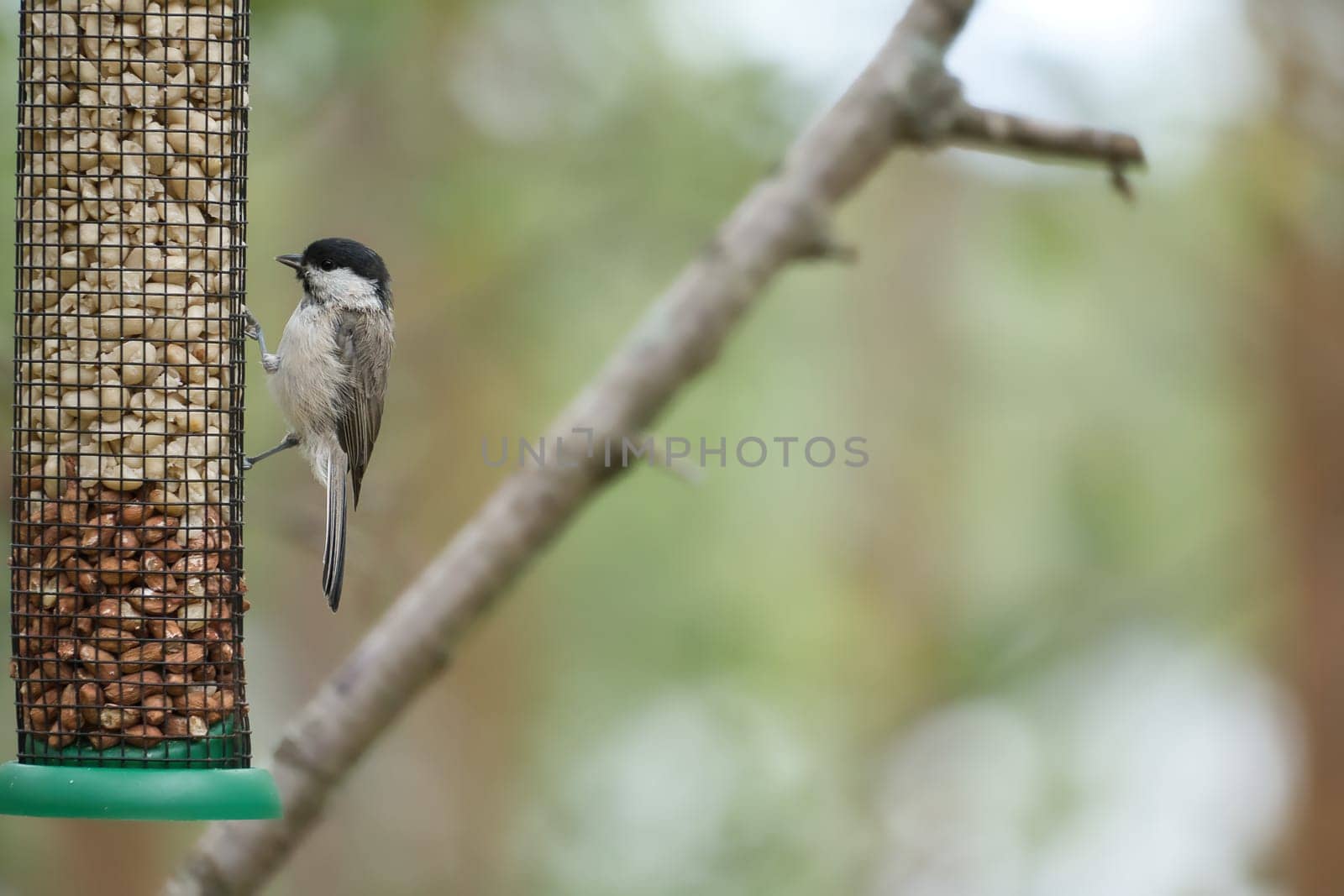 Great tit sitting in tree on a branch. Wild animal foraging for food. Animal shot of a bird from nature