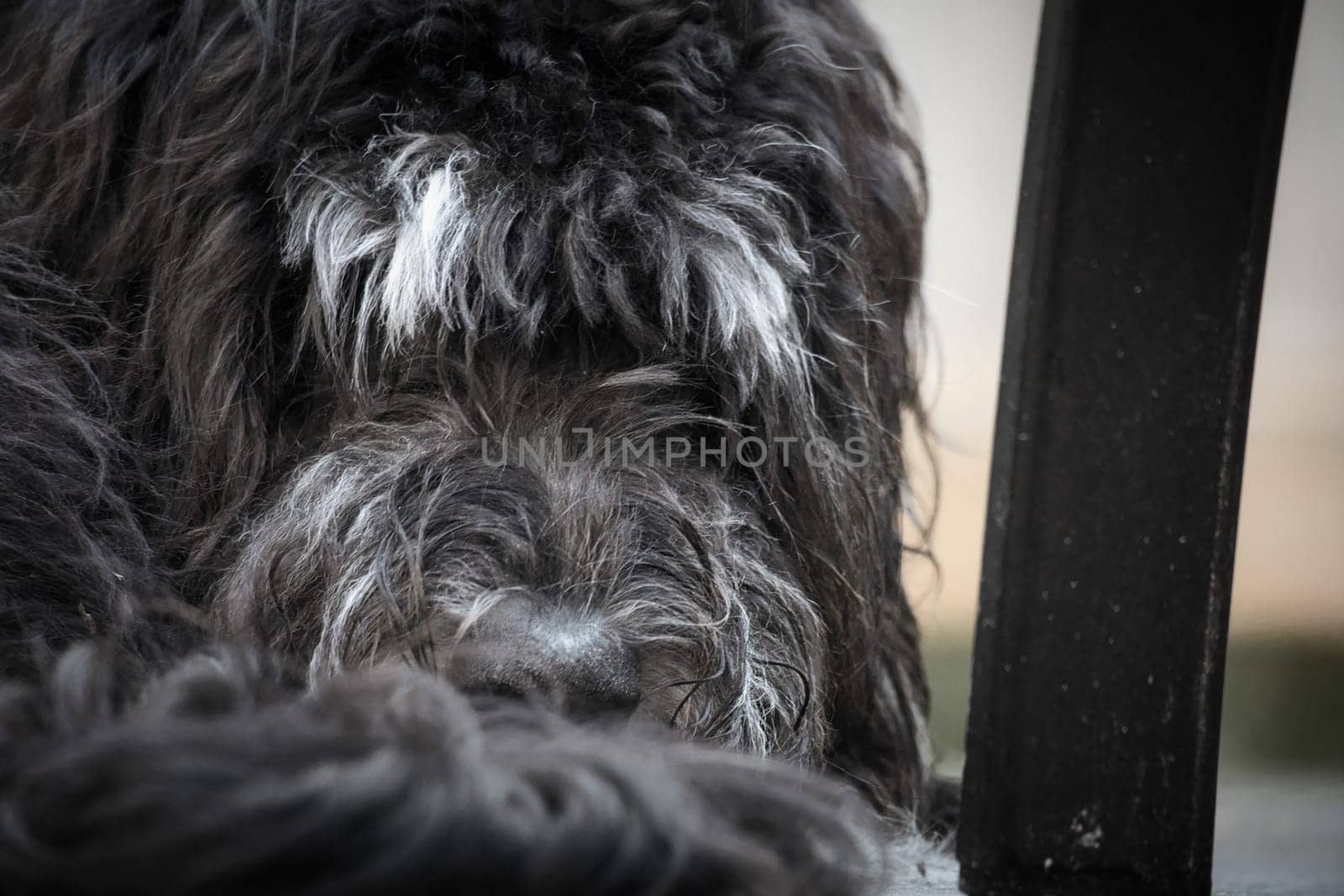 Goldendoodle lying on a wooden terrace. Hybrid dog curled up and curly fur facing the viewer. Animal photo of a dog