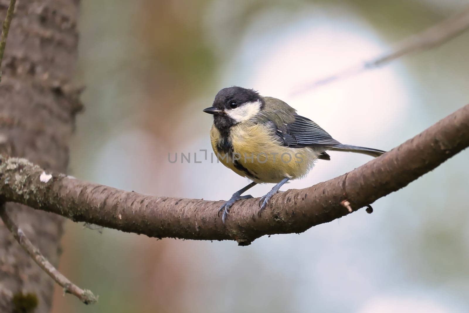 Great tit sitting in tree on a branch. Wild animal foraging for food. Animal shot of a bird from nature