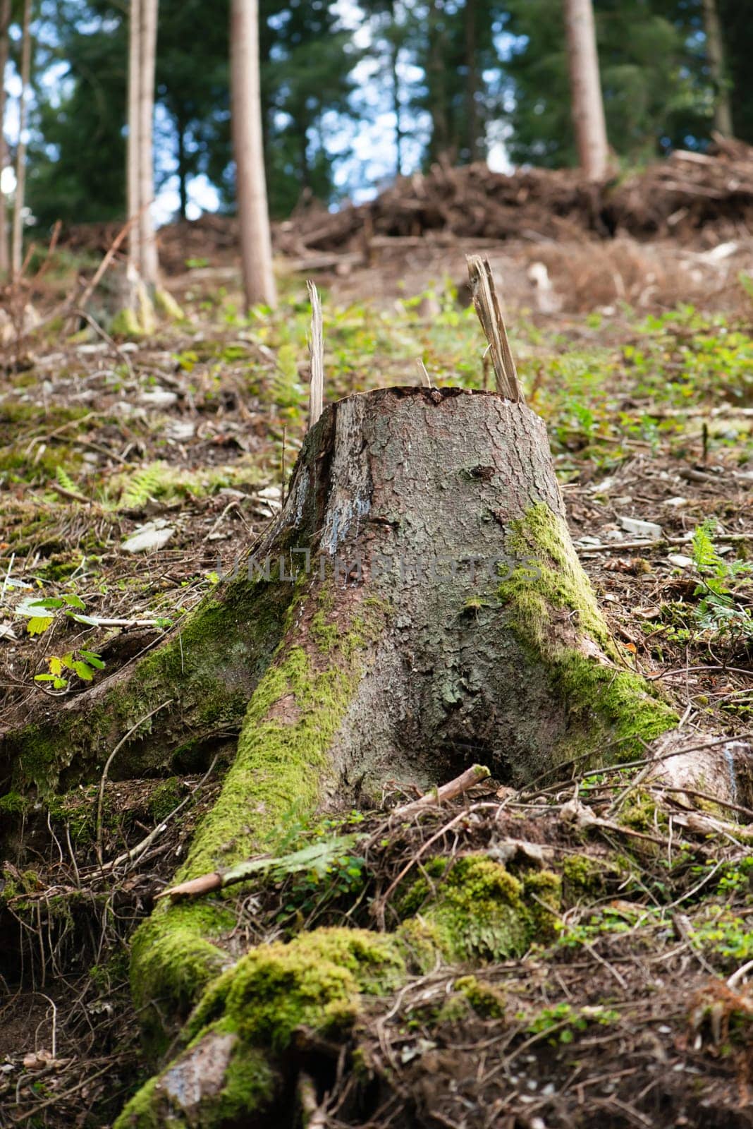 Forest in Germany, cut down tree, dried out ground after heat wave in summer, global warming and climate change, damage of the environment