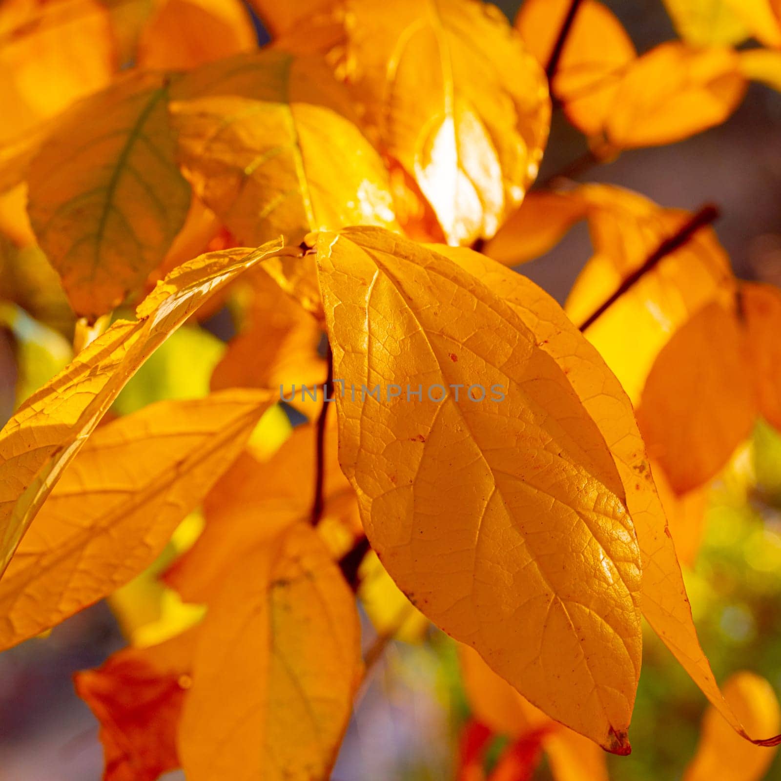 Colorful dotted autumn leaves