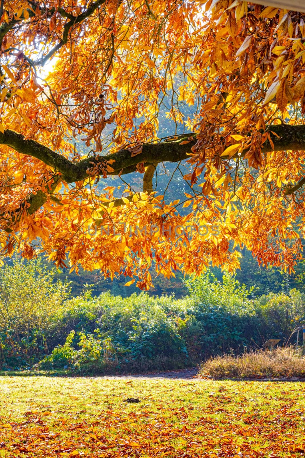 Colorful dotted autumn leaves