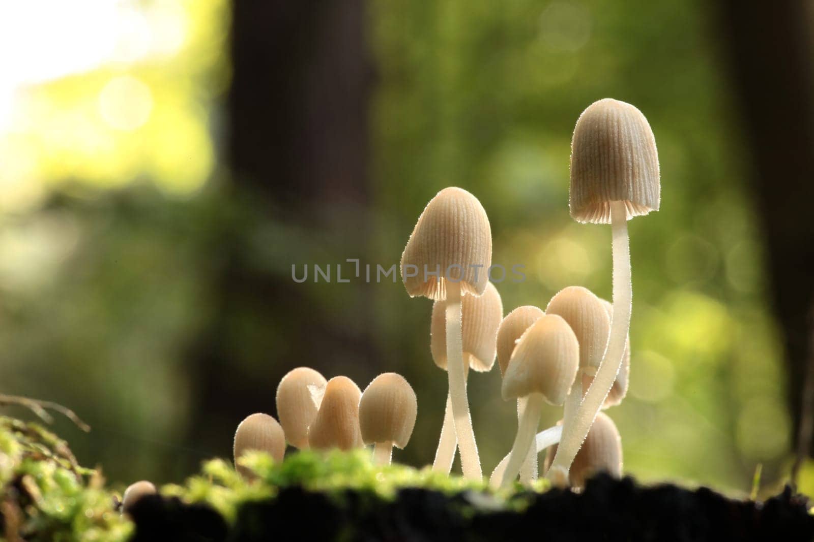 Mushrooms growing on a tree trunk in the forest