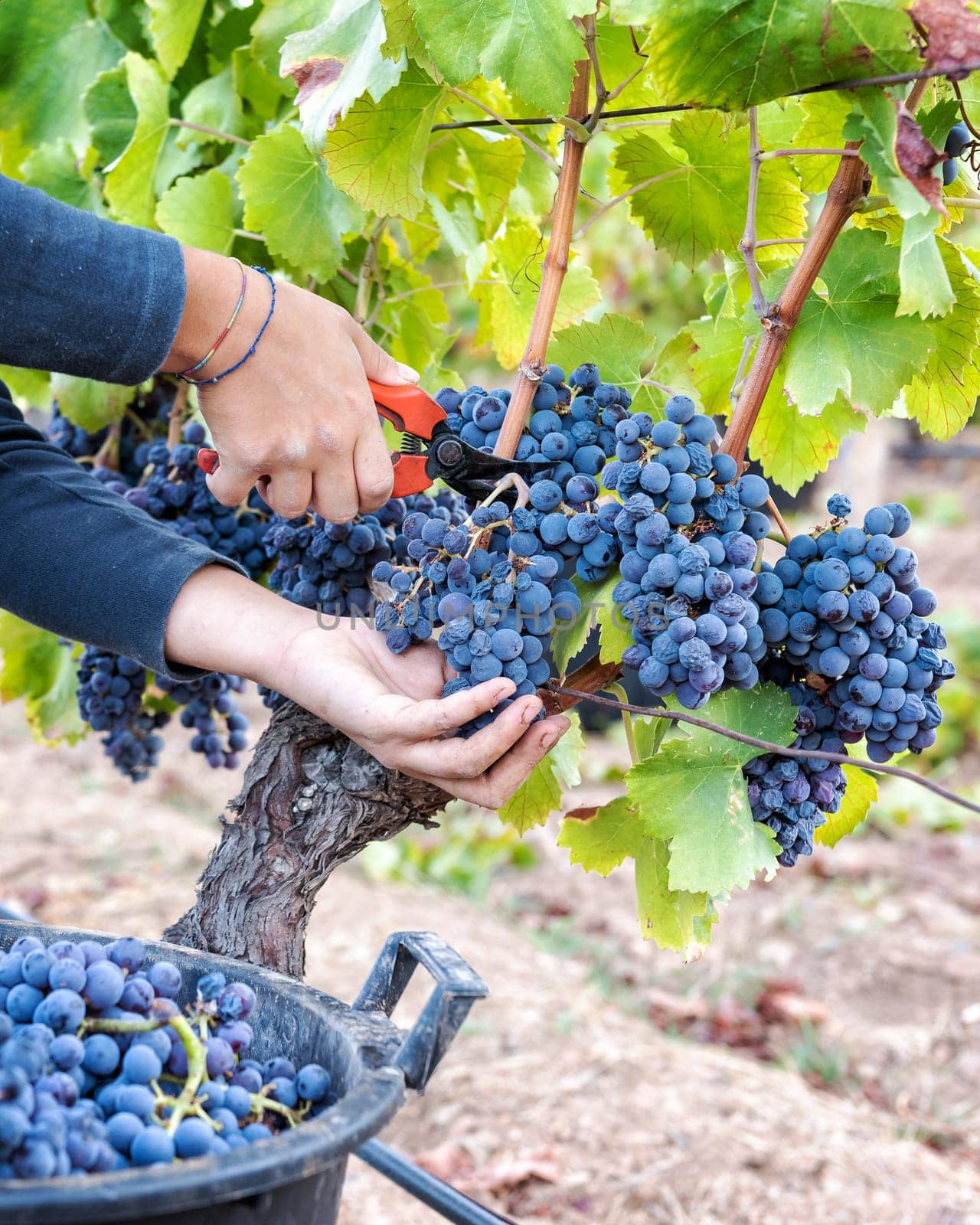 Cannonau grapes. Young woman manually harvesting the bunches of grapes with scissors. Traditional agriculture. Sardinia.