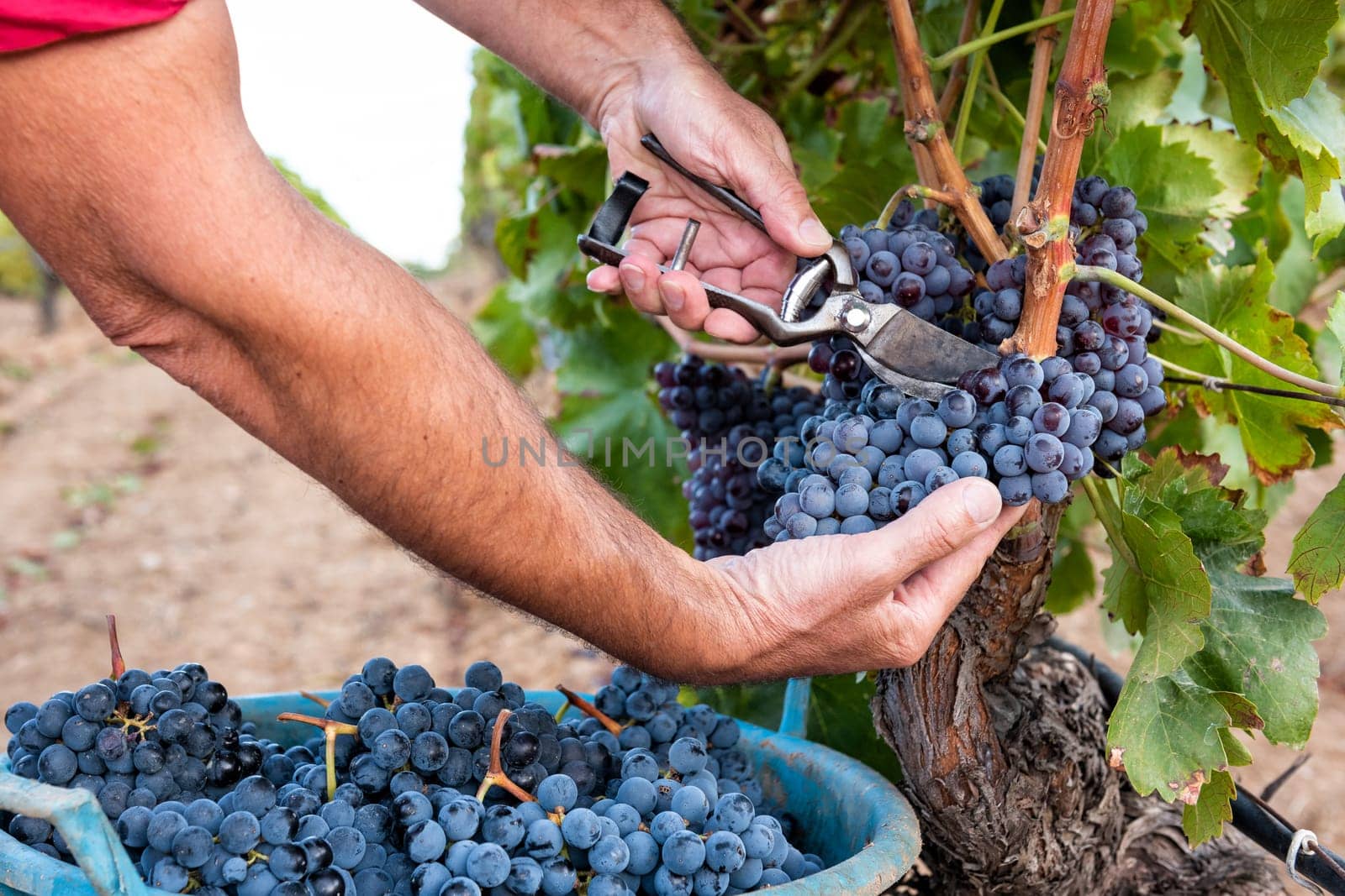 Cannonau grapes. Farmer manually harvesting the bunches of grapes with scissors. Traditional agriculture. Sardinia.