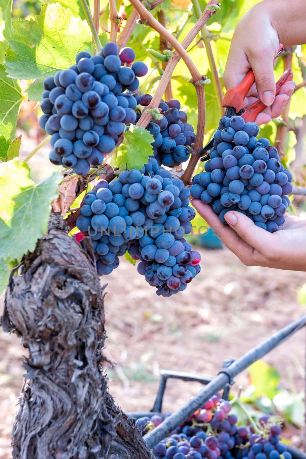 Cannonau grapes. Young woman manually harvesting the bunches of grapes with scissors. Traditional agriculture. Sardinia.