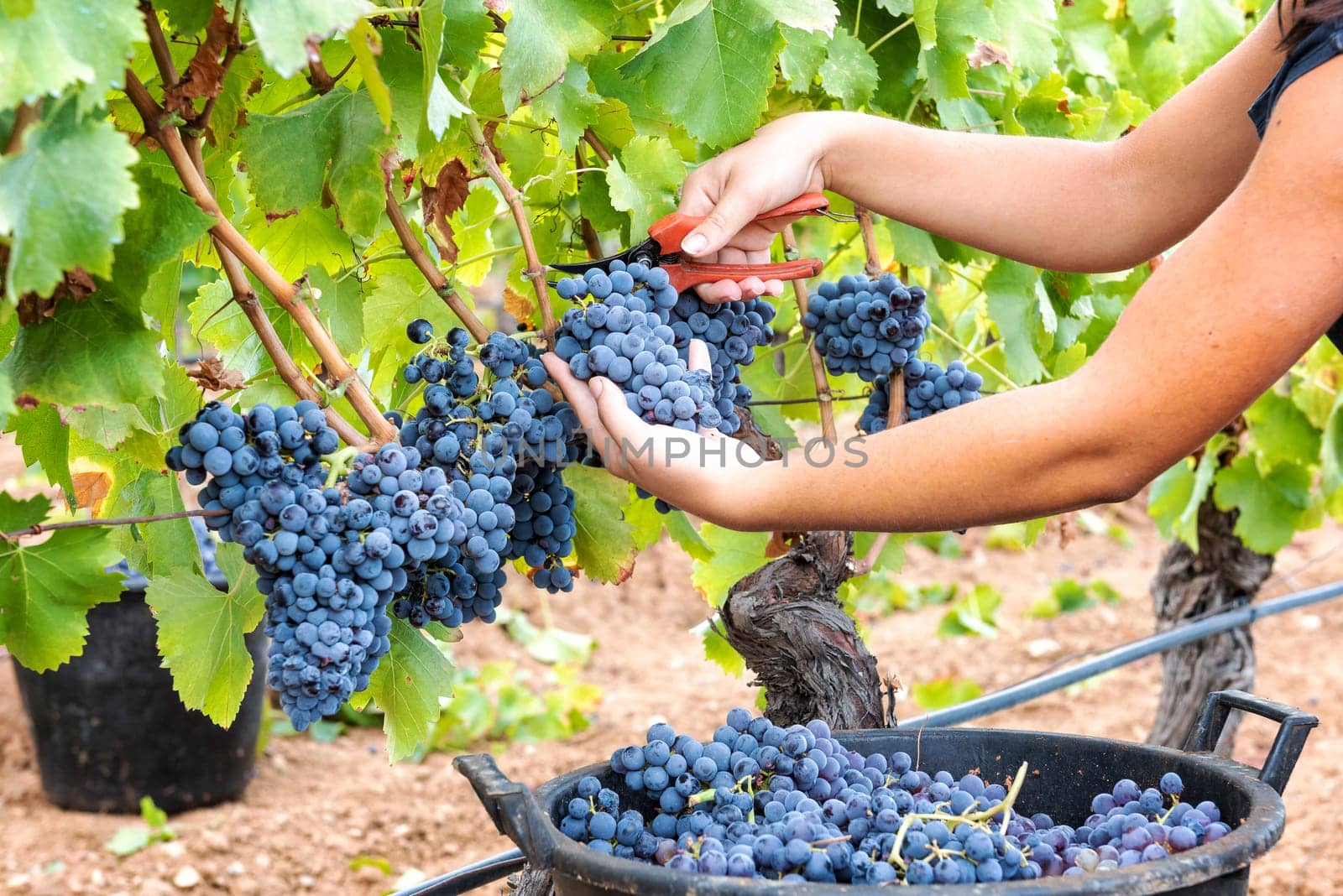 Cannonau grapes. Young woman manually harvesting the bunches of grapes with scissors. Traditional agriculture. Sardinia.
