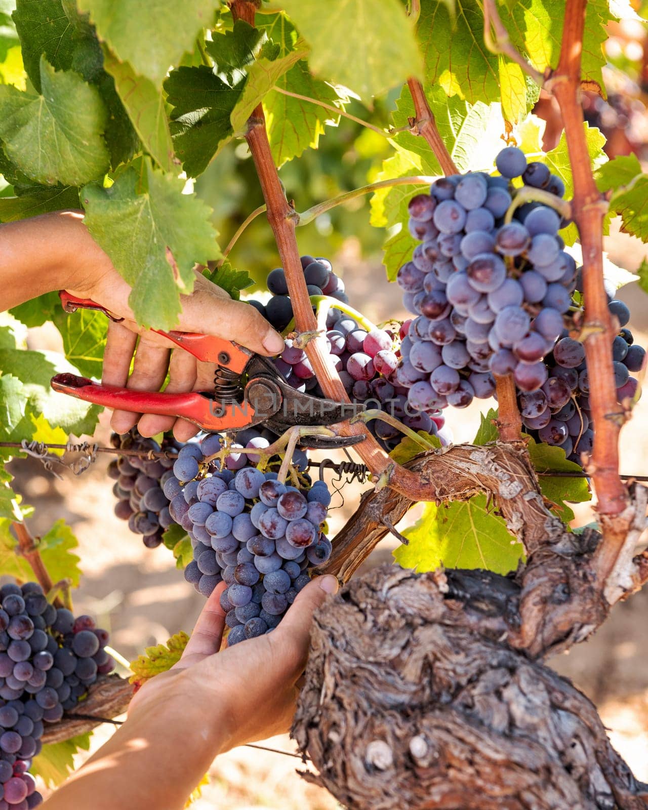 Cannonau grapes. Young woman manually harvesting the bunches of grapes with scissors. Traditional agriculture. Sardinia.