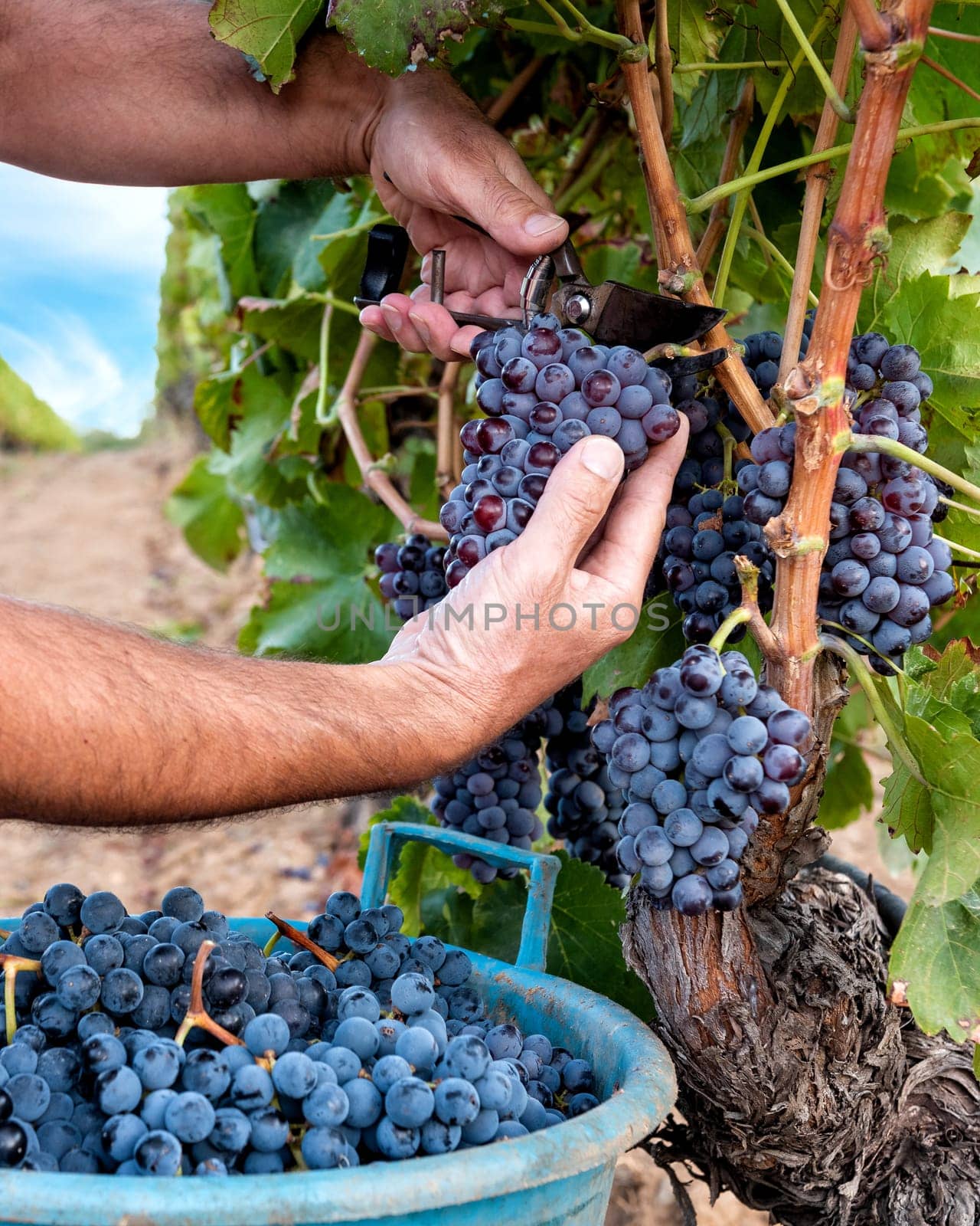 Cannonau grapes. Farmer manually harvesting the bunches of grapes with scissors. Traditional agriculture. Sardinia.