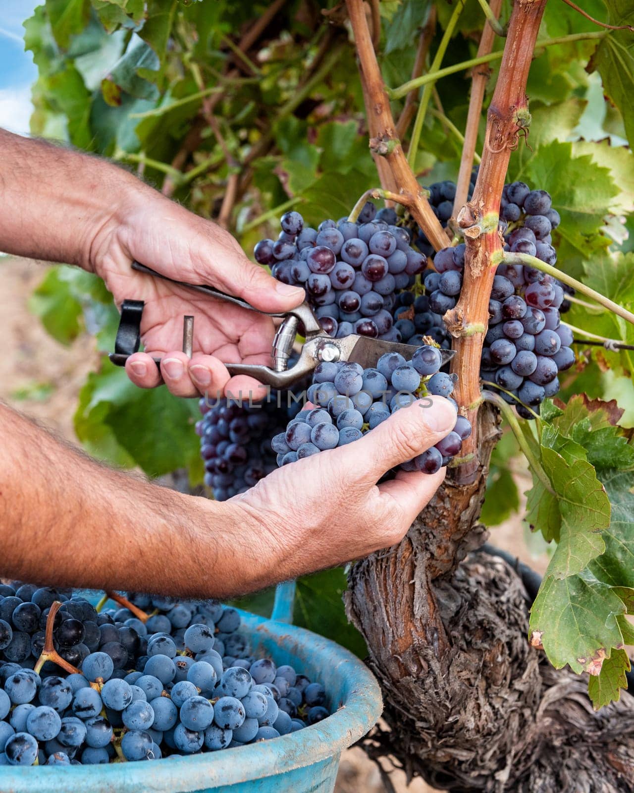 Cannonau grapes. Farmer manually harvesting the bunches of grapes with scissors. Traditional agriculture. Sardinia.