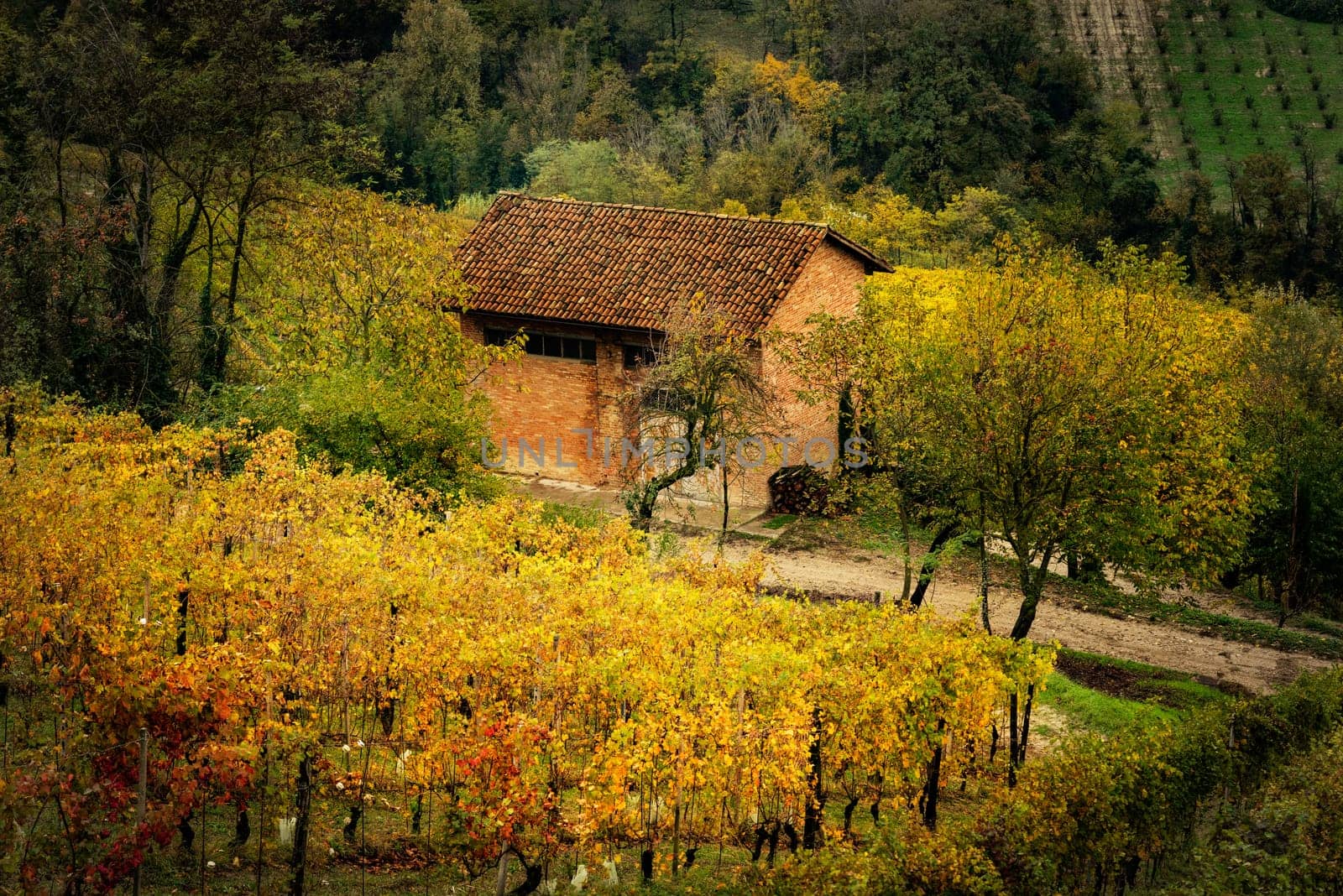 wineland landscape of Barolo wine region, langhe, Piemont, Italy