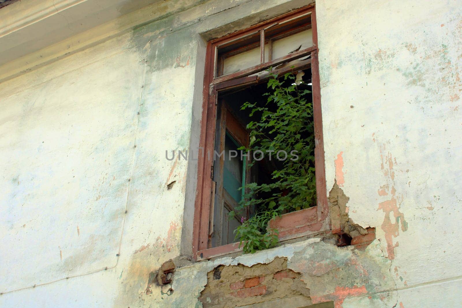 A green tree in a broken window growing inside a ruined building.