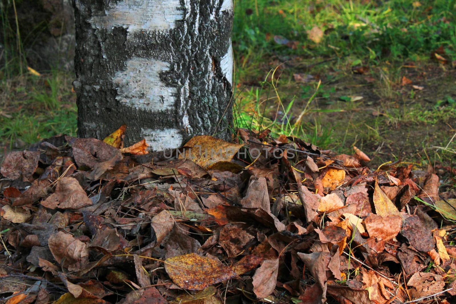 Birch trunk strewn with yellow-orange leaves close-up. Autumn landscape.