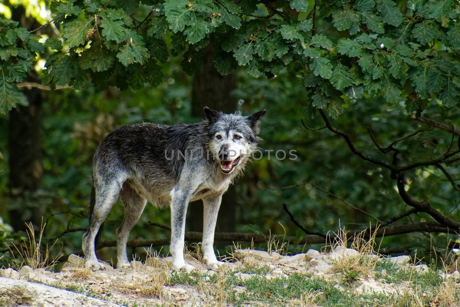 Timberwolf