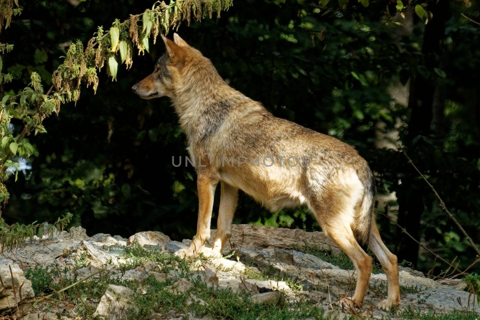 Timberwolf