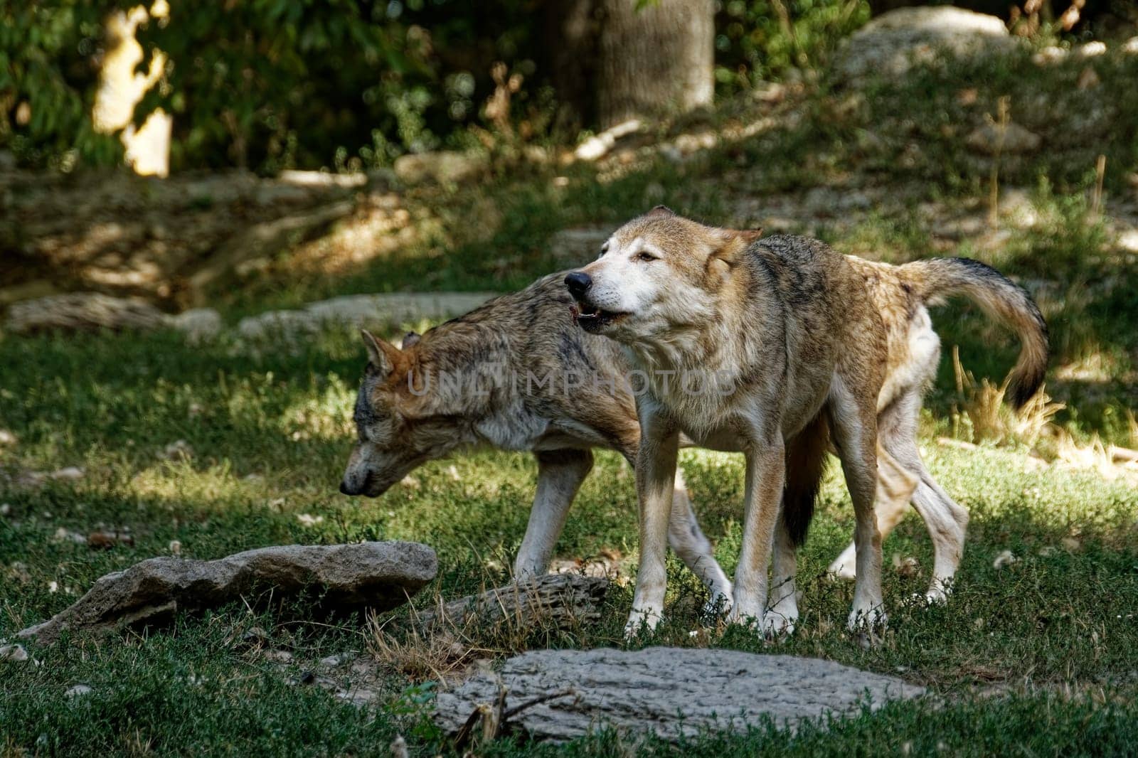 Timberwolf