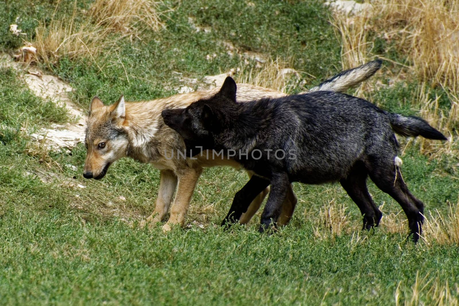 Timberwolf
