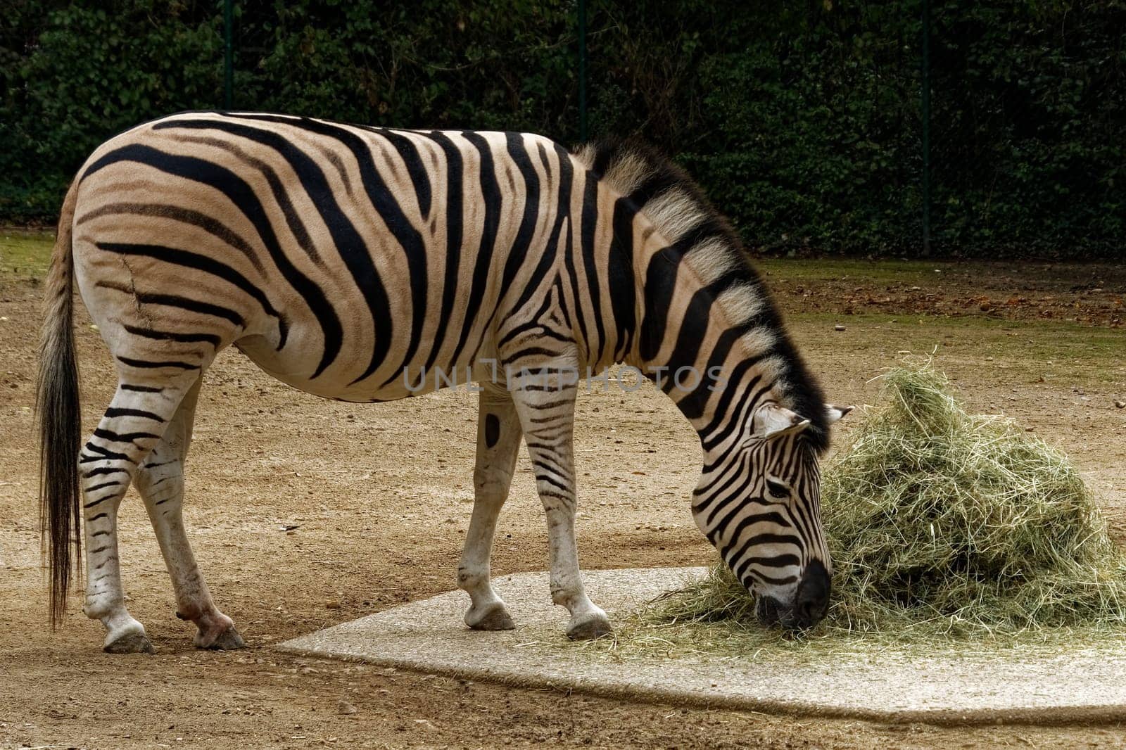 Zebra