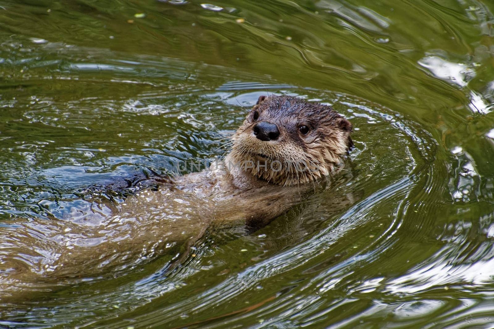 Otter