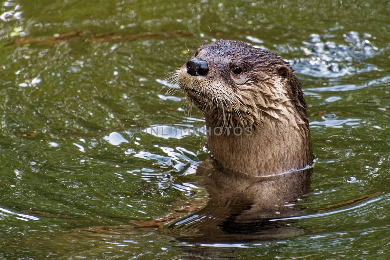 Otter