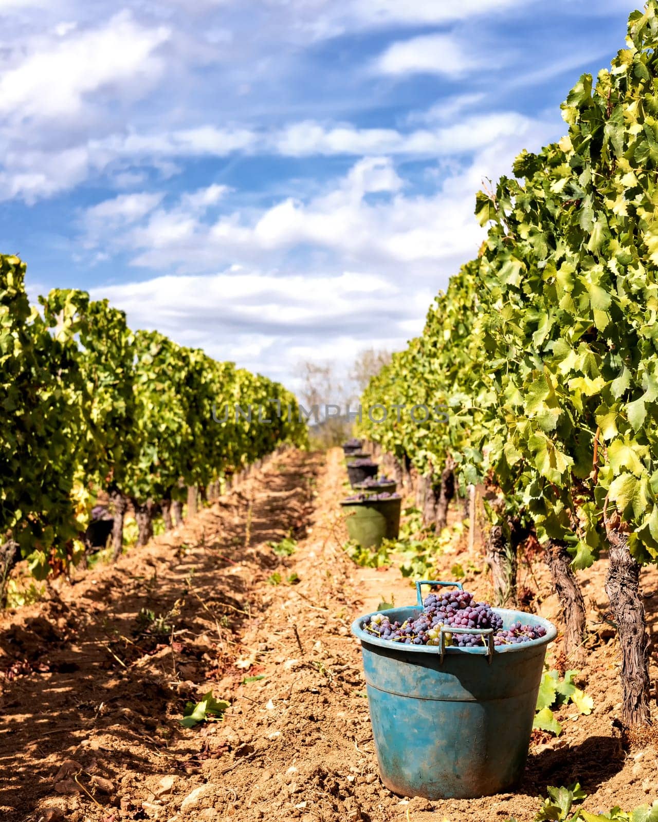 Cannonau grapes. Rows of the vineyard with baskets that contain the grapes during the harvest. Traditional agriculture. Sardinia.