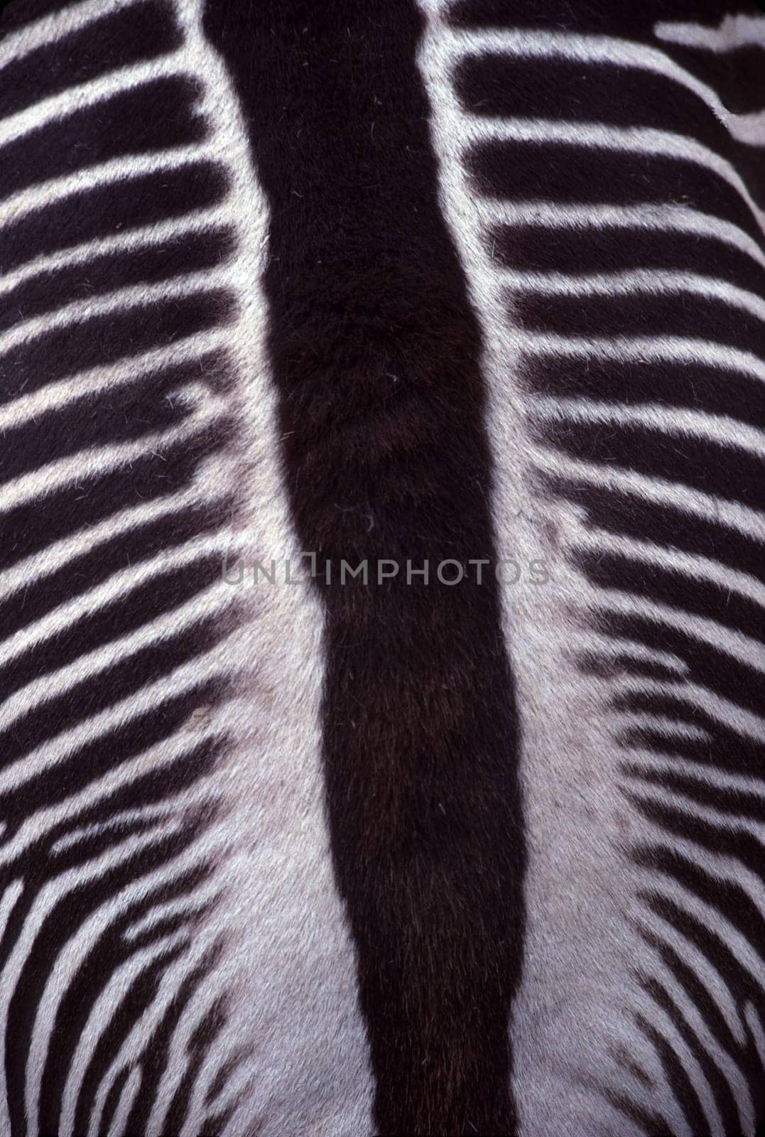 zebra image from above stripes on back detail