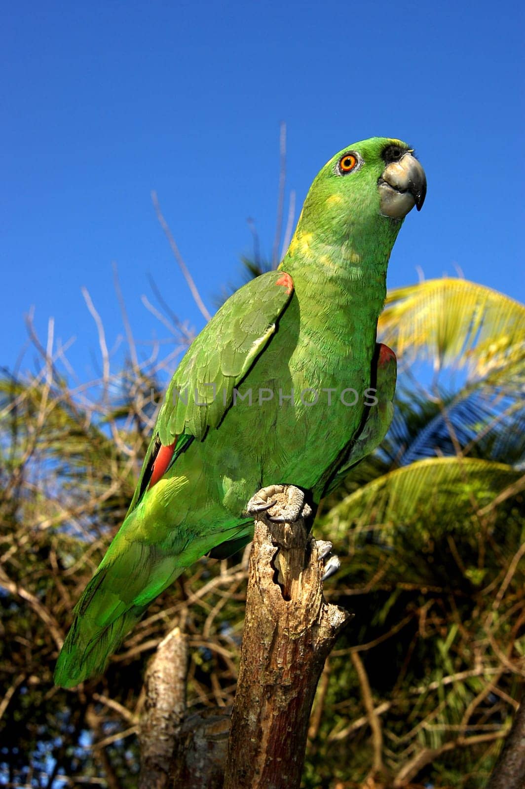 Roatan, Honduras.