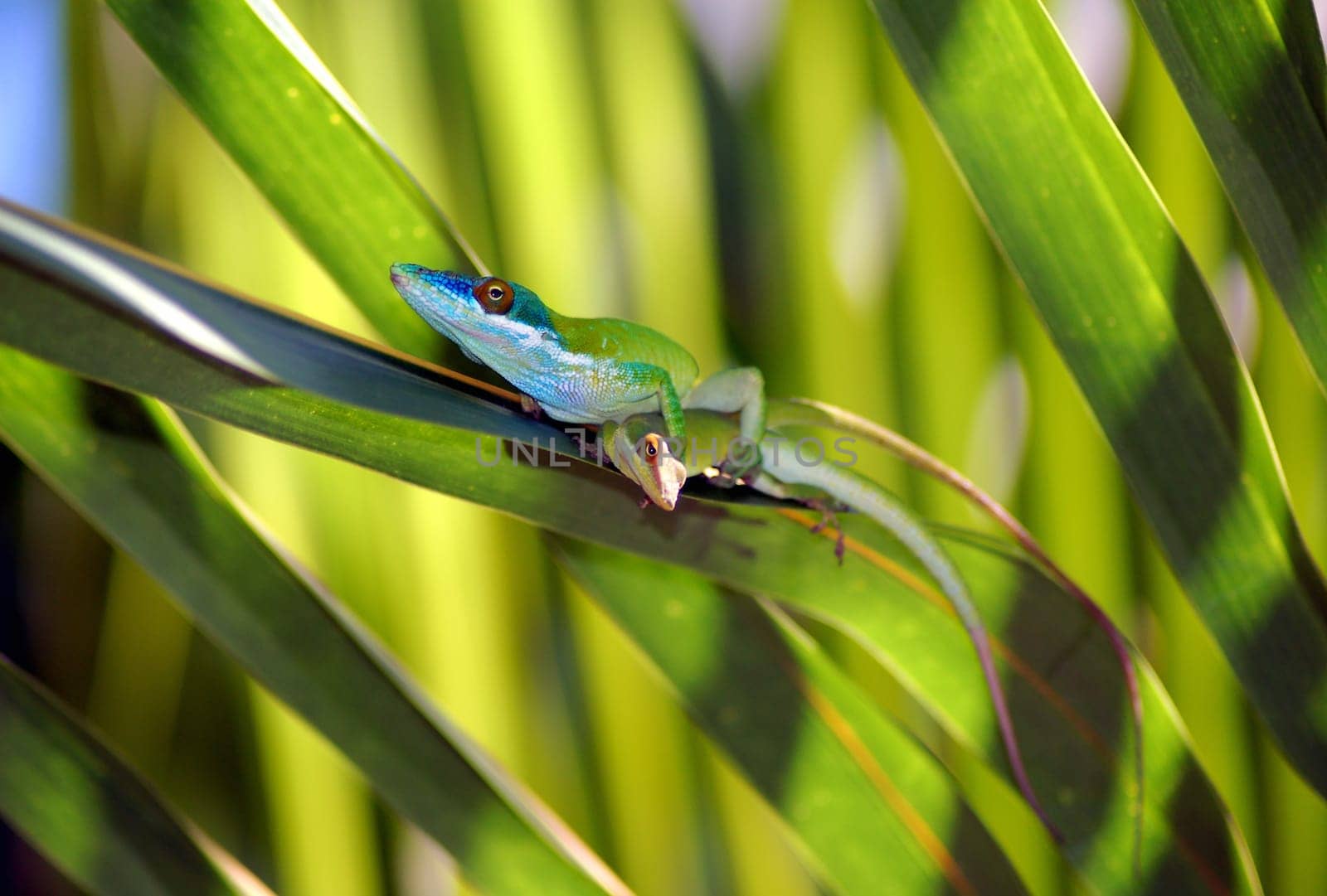 lizards mating