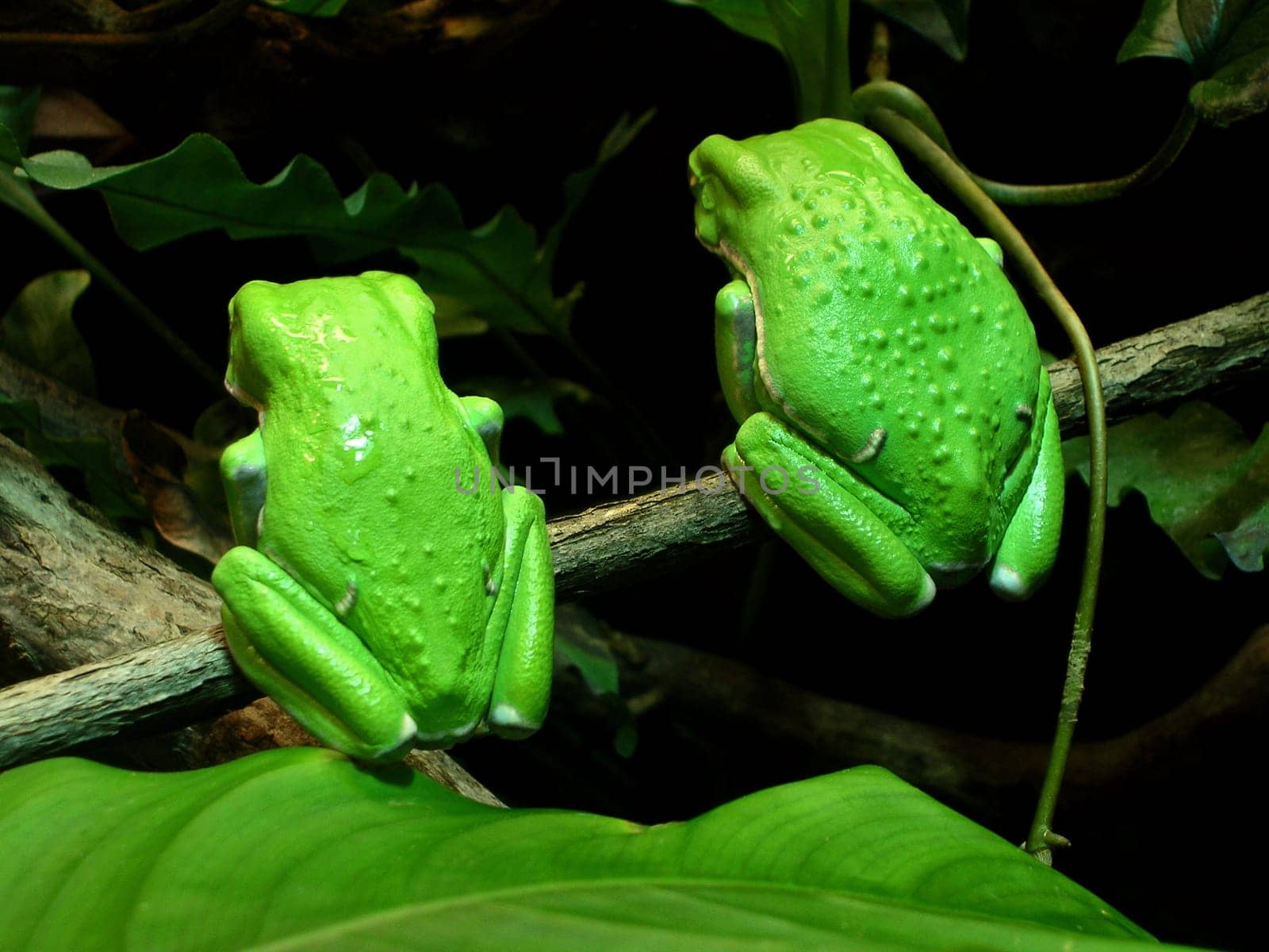 two waxy monkey tree frogs ( phyllomedusa sauvagii ) sit ignoring the crowd