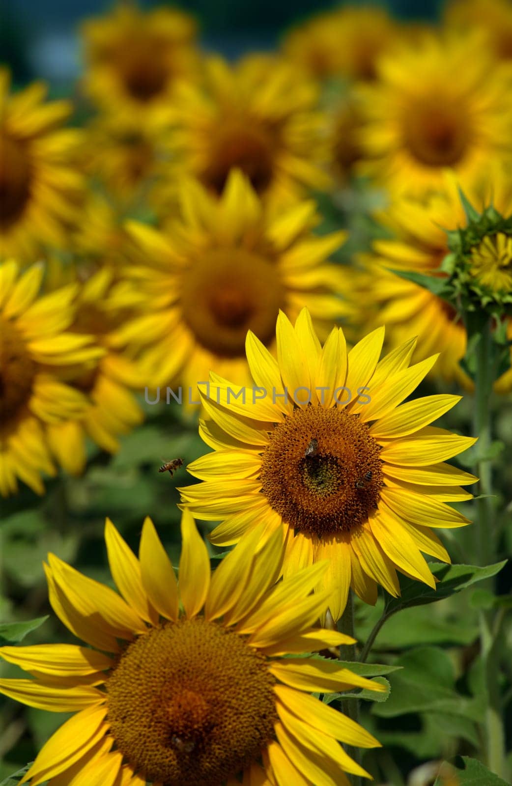 Bee flying towards a sunflower.
