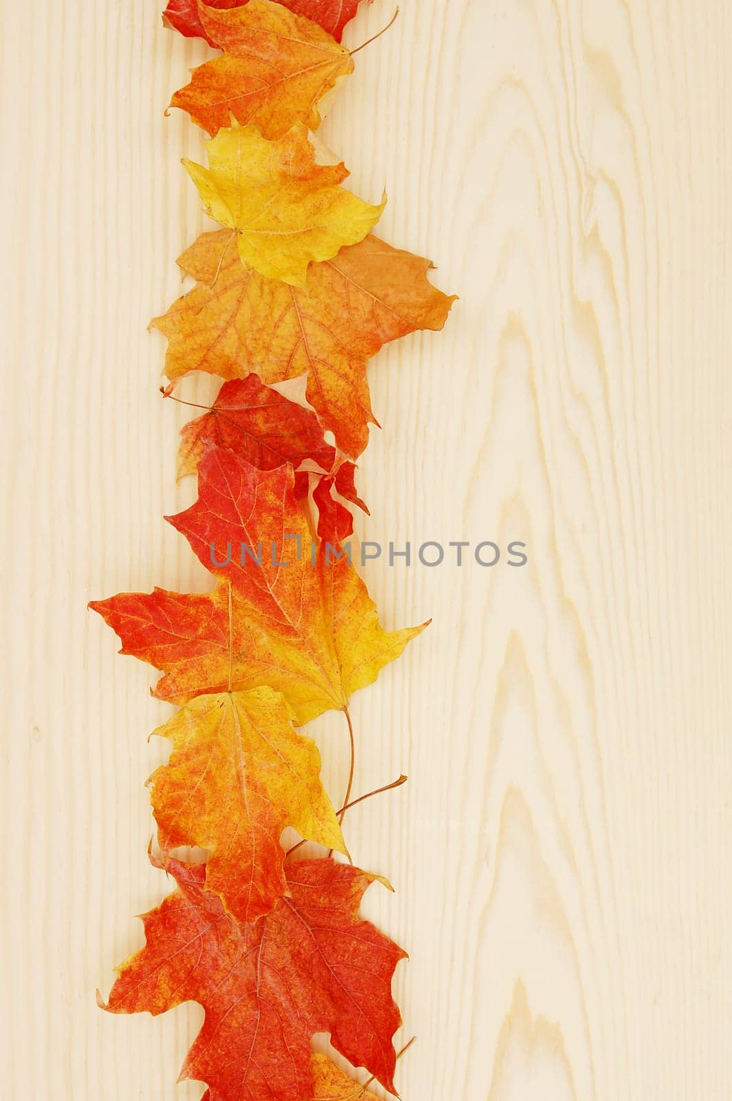 sweet maple leave line up on pine (for background uses)