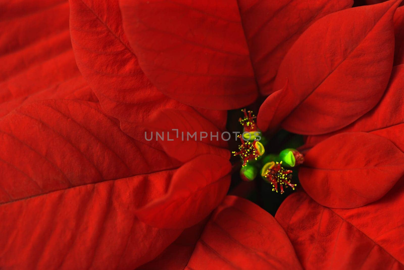 Macro image of a Poinsettia