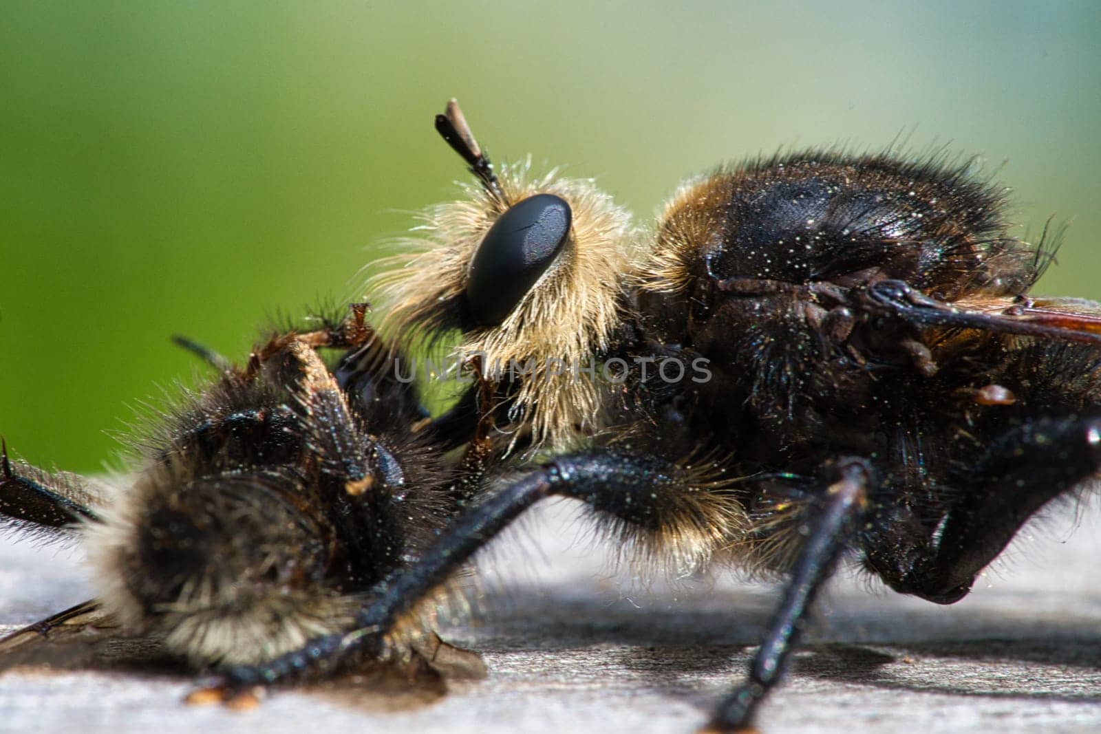 Yellow murder fly or yellow robber fly with a bumblebee as prey. The insect is sucked out by the hunter. Yellow black hairs cover the hunter. Macro shot from nature