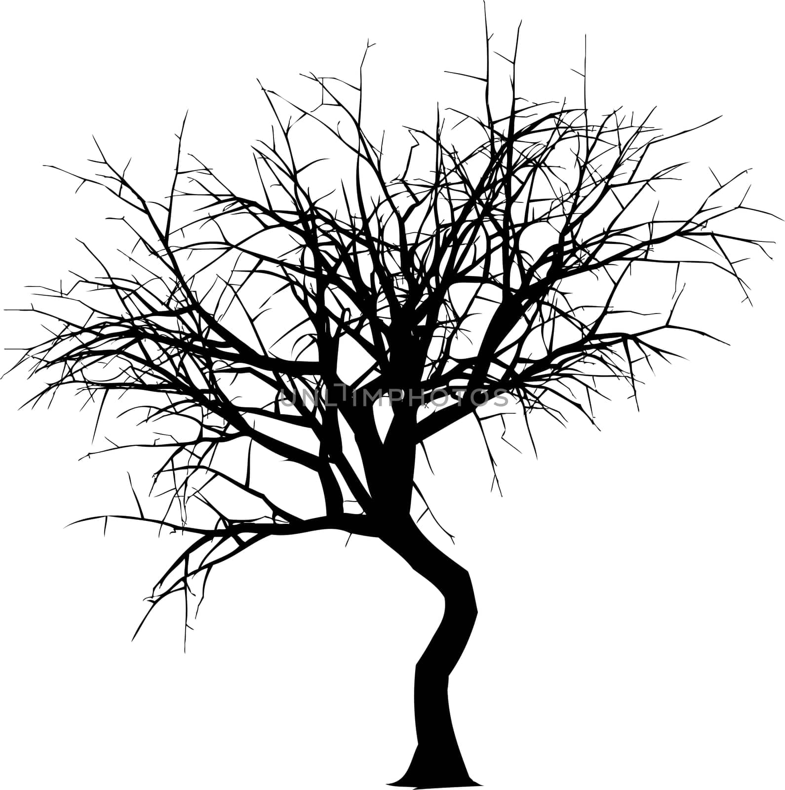Detailed silhouette of a winter tree