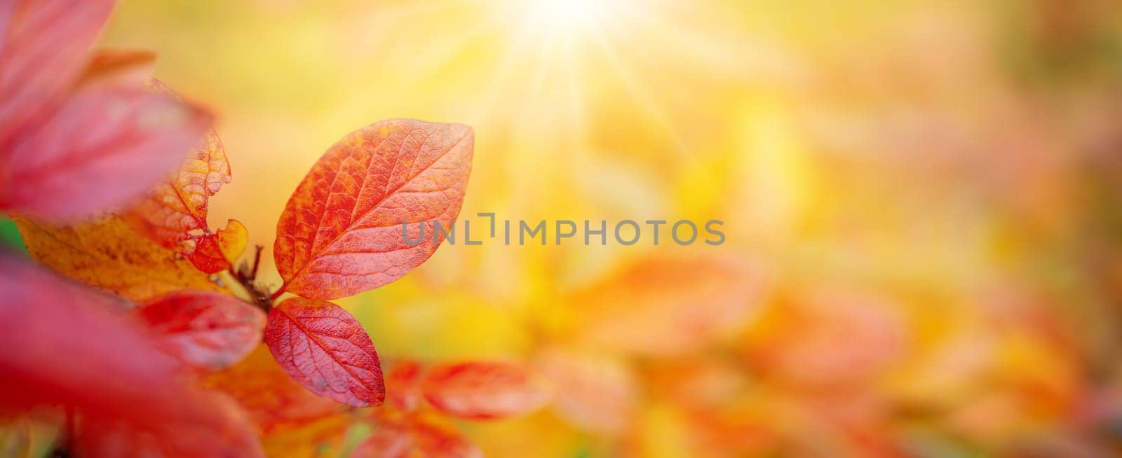 Close-up view of the branch with colourful leaves in autumnal park. Concept of wallpaper and banner.