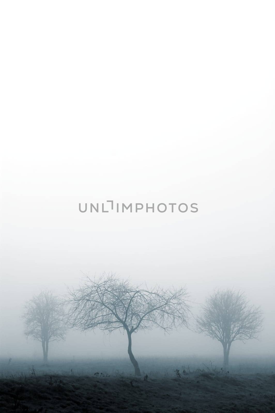 trees in fog with white for copyspace