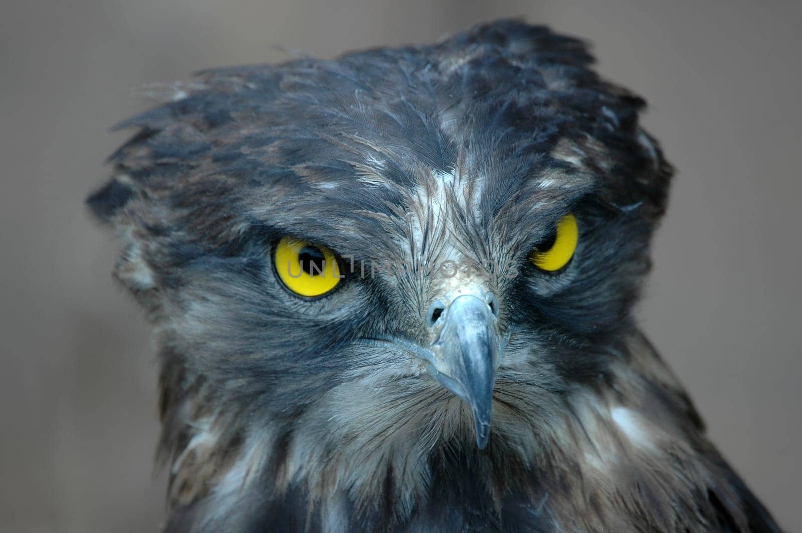 The sharp look of a snake eagle.