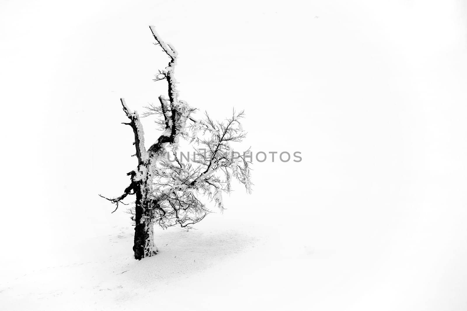 Lone tree in Semenic Mountains, Romania