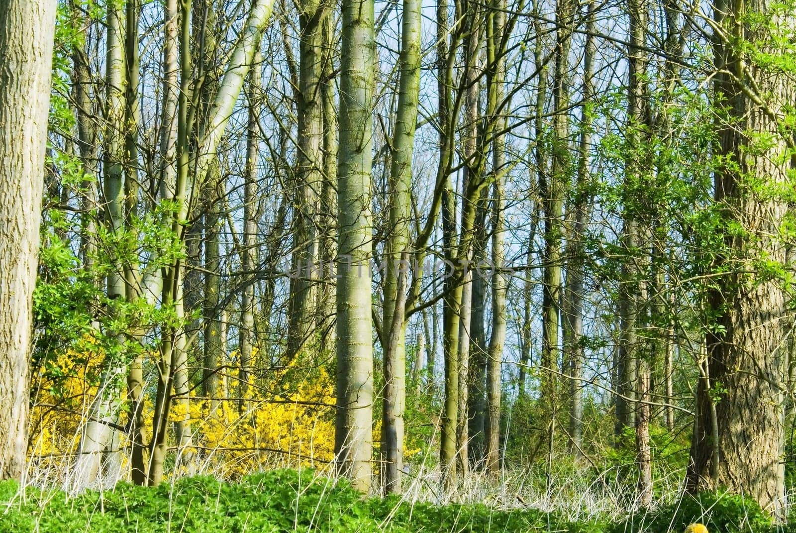 colourfull forest